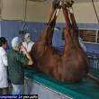 تصاویر / جراحی آرتروسکوپیک یک رأس مادیان دو ساله در دانشکده دامپزشکی مشهد
