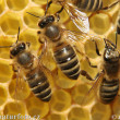 بالاخره زنبوبرداران تحت پوشش بیمه تامین اجتماعی قرار می‌گیرند
