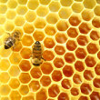چگونه عسل طبیعی را از تقلبی تشخیص دهیم؟