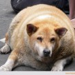 افزایش وزن ، کیفیت زندگی سگ سانان را تحت تاثیر قرار می دهد