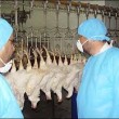 ۱۱۰ واحد پرورش مرغ بدون آنتی‌بیوتیک در ۱۱ استان کشور