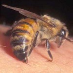 نیش زنبور ویروس ایدز را از بین میبرد