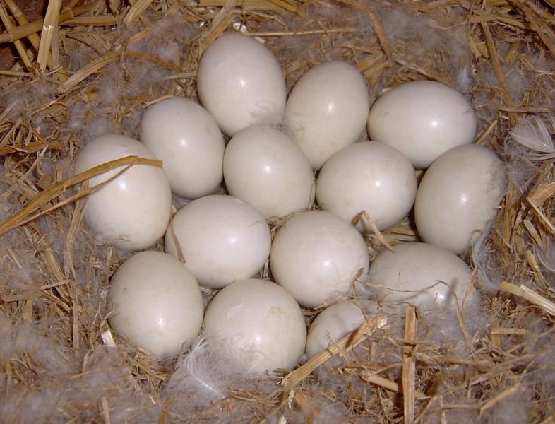 پیشگیری از تخمگذاری بر روی بستر نژاد کاب