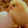 حذف ارز مرجع در هزینه‌ تولید تخم‌مرغ اثرگذار است