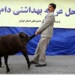 حمل دام زنده با خودروی شخصی مجاز نیست