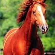 اسب و رفتارهای غیرطبیعی