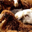 افزایش بهره وری در پرواربندی گوسفند نژاد افشار