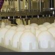 واردات تخم مرغ SPF از استرالیا متوقف شد