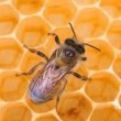 افزایش قیمت داروهای زنبورداری