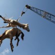 آمار گمرک: واردات ۷۲۱ هزار دلار اسب