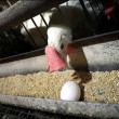 اختلاف نظر ۱۰۰۰ تومانی در قیمت تخم مرغ
