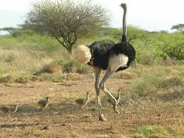 ostrichh