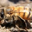 تشخیص سرطان با زنبور عسل