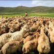 واردات ۶۰ هزار رأس گوسفند زنده از ارمنستان به رغم خطر شیوع بیماری