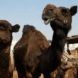 استان سیستان و بلوچستان پیشرو در تولید گوشت شتر در منطقه و کشور
