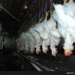 تولید ۱۲۰ تن مرغ بدون آنتی بیوتیک در خراسان جنوبی