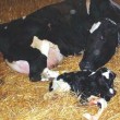 چرا گاز آمونیاک برای گوساله ها مضر است؟