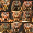 زنبورها نیز چهره یکدیگر را تشخیص می دهند