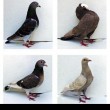 رنگ کبوترها، سرنخ درمان بیماری‌های پوستی