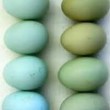 تخم مرغ سبد کالایی هر عدد ۳۱۰ تومان