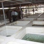 افتتاح طرح عرضه و دپوی ماهی زنده در احمدآباد مستوفی