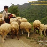 ضریب خوداتکایی گوشت افزایش می‌یابد شکست انحصار چندین ساله آمریکا در تولید مواد ژنتیک دام