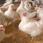 وجود فاکتور های سرطان زا و فلزات سنگین در گوشت مرغ
