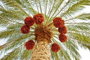 stock-photo-date-fruits-clusters-hanging-on-a-palm-tree-8518