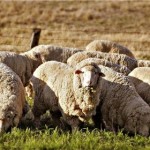 وضع عوارض ۳۲۰ هزار تومانی برای صادرات گوسفند