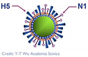 H5N1-influenza