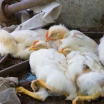 همکاری وزارت بهداشت و سازمان دامپزشکی در کنترل آنفلوانزای فوق‌ حاد پرندگان