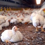 تولید پروبیوتیک ضدباکتری بومی دستگاه گوارش مرغ گوشتی در ایران